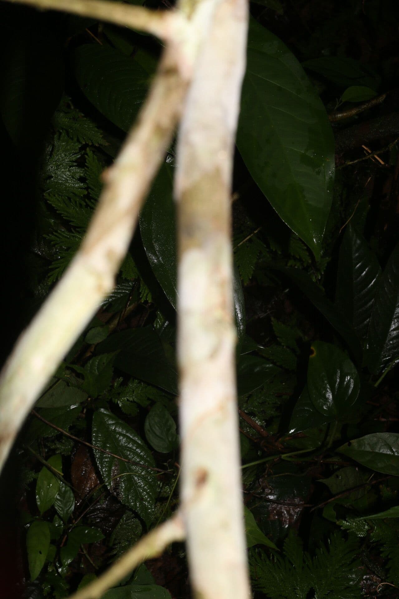 Celtis 8