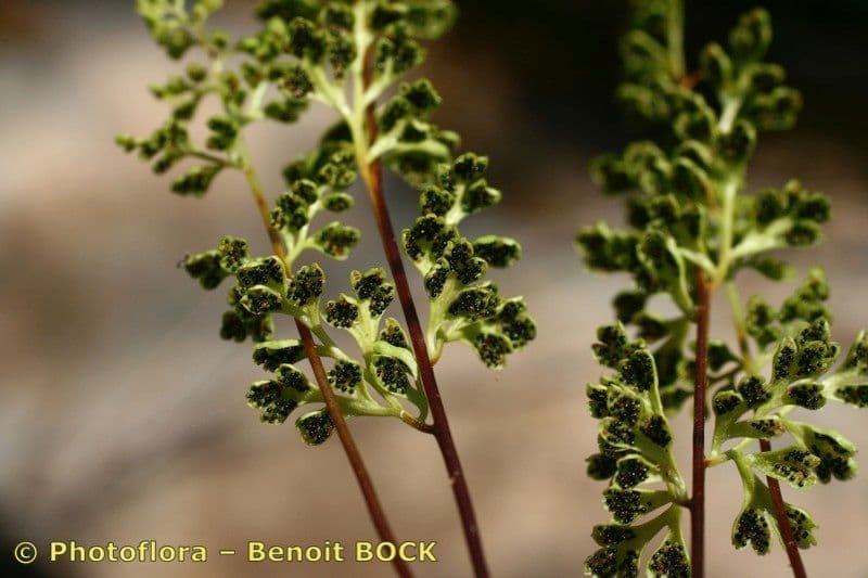 Anogramma leptophylla 5
