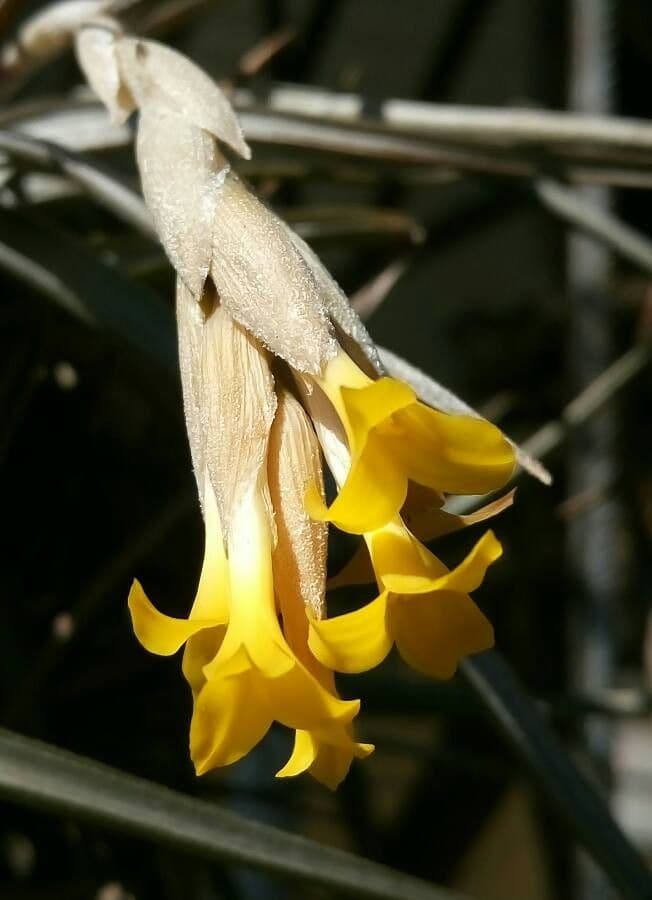 Tillandsia 3