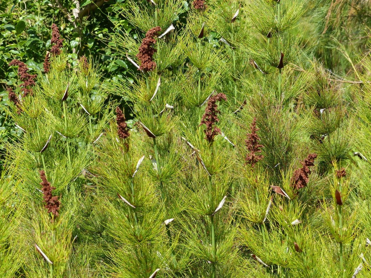 Elegia 5