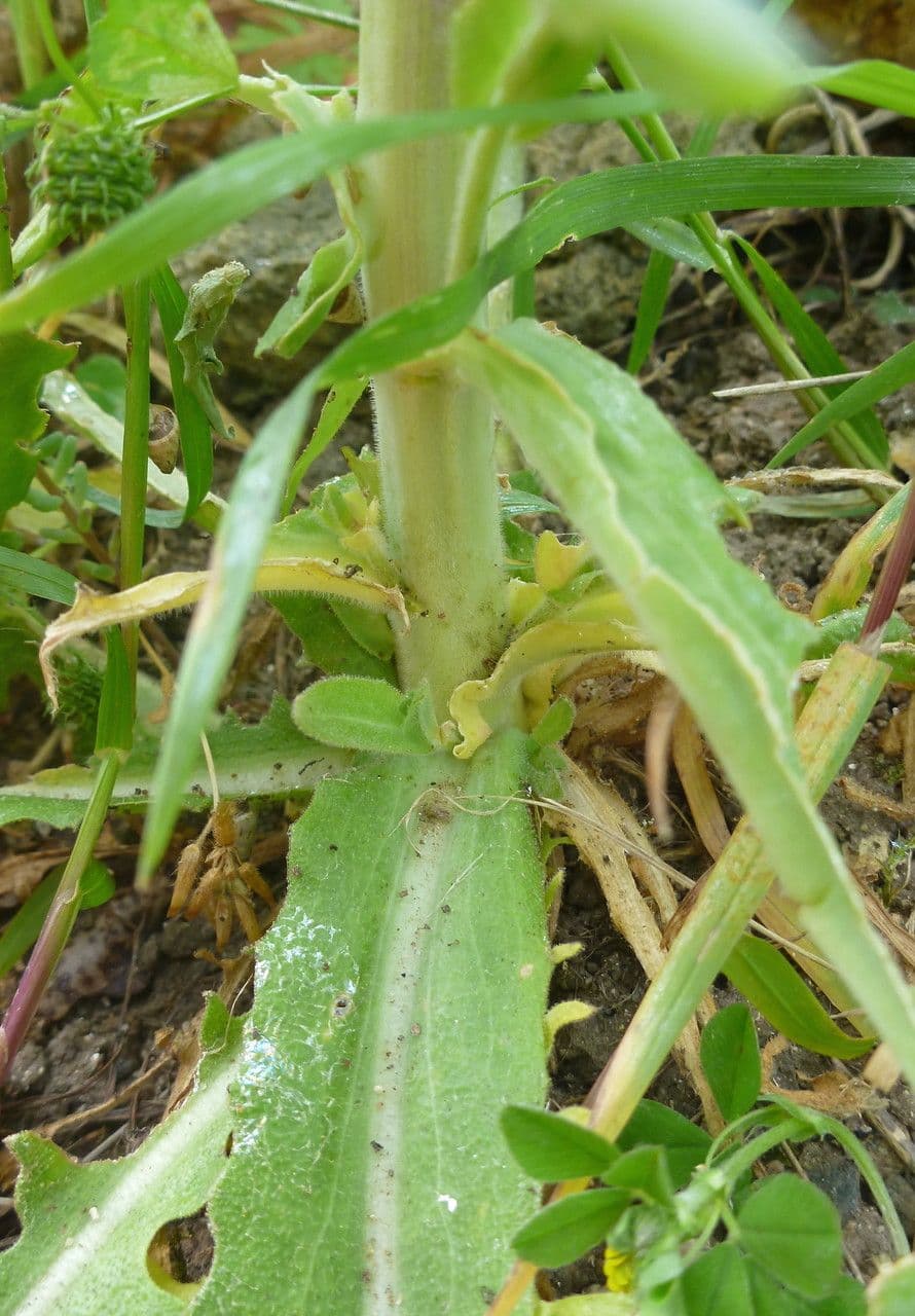 Arabetta liscia 23