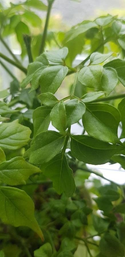 Radermachera boniana