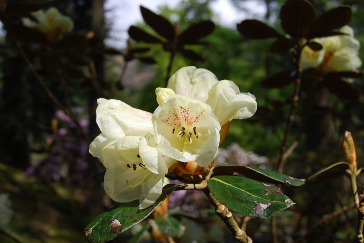 Rododendro 3