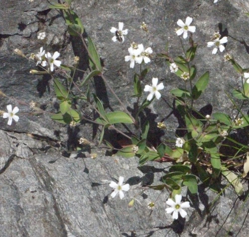 Silene rupestre 7