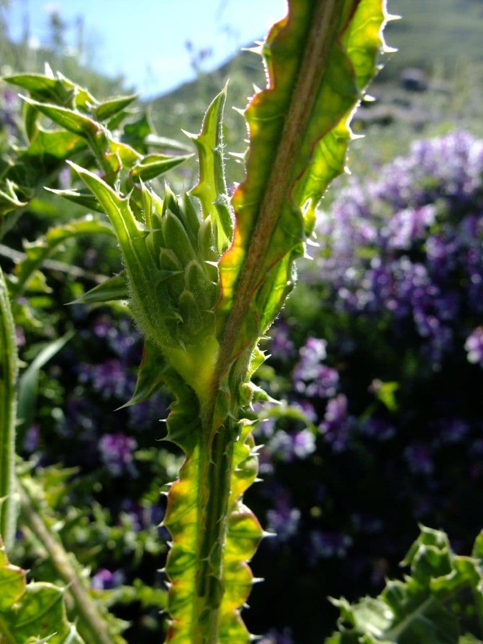 Cardo selvatico 22