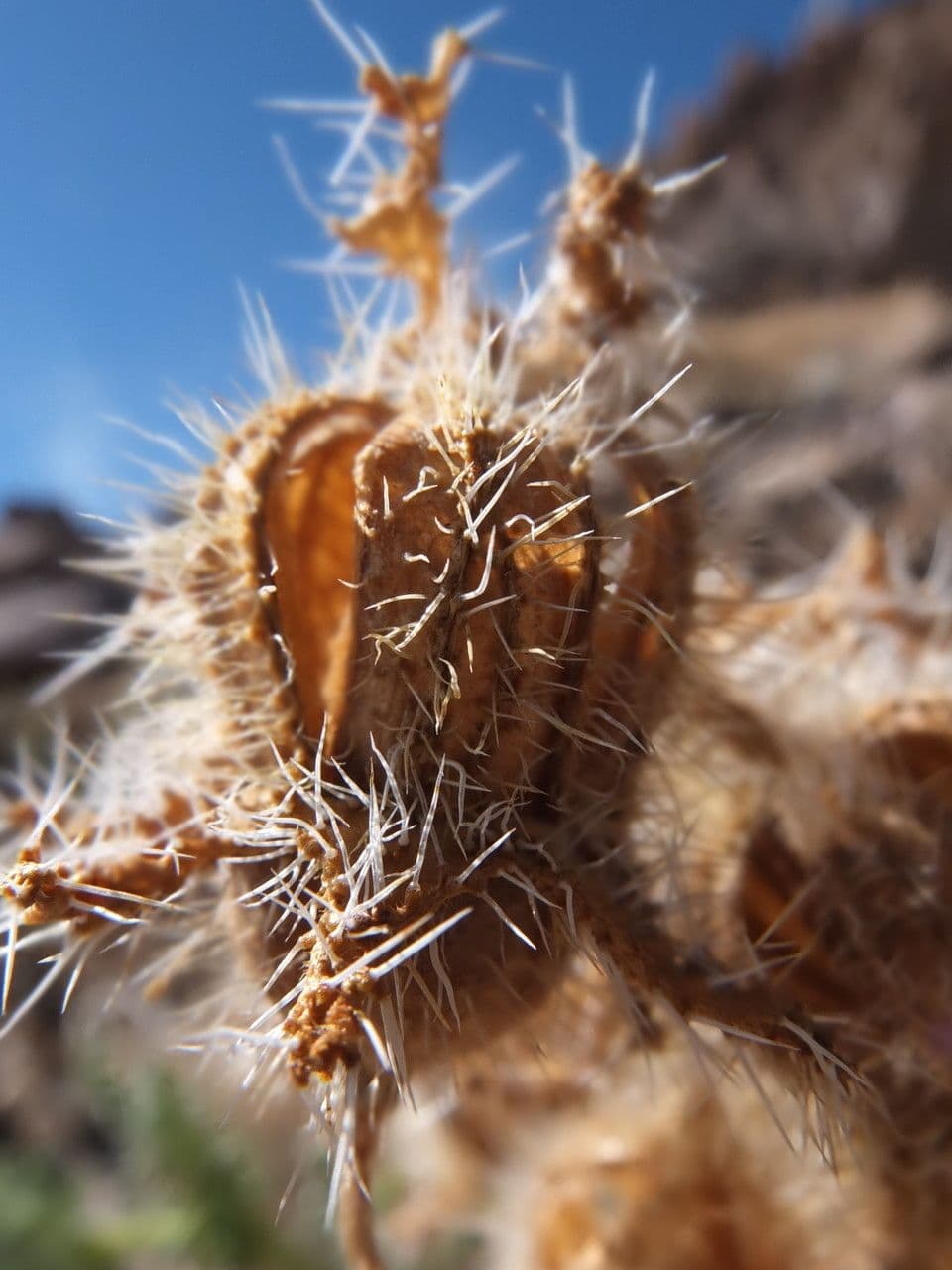 Caiophora