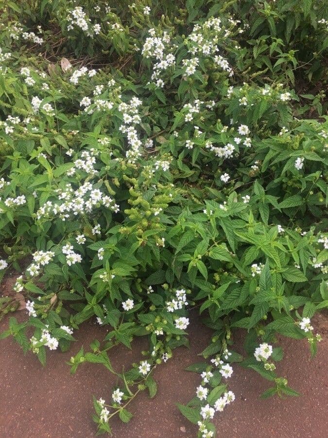 Lantana ondulata 6
