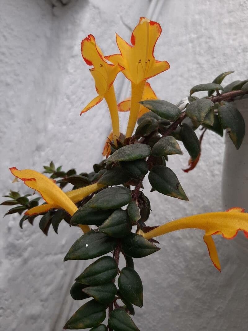 Columnea