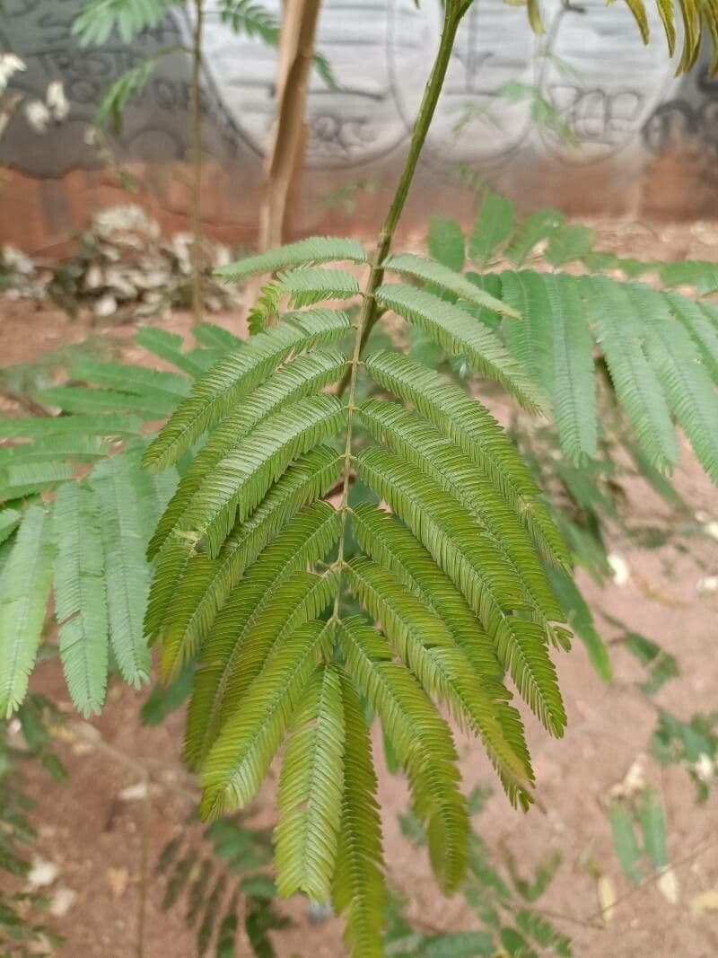 Piptadenia gonoacantha 7