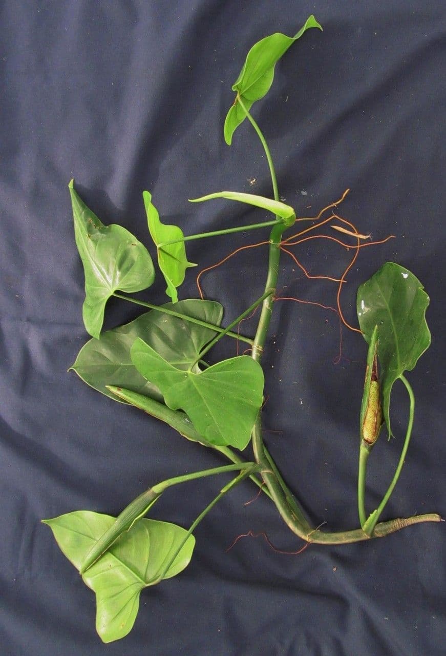 Philodendron 4