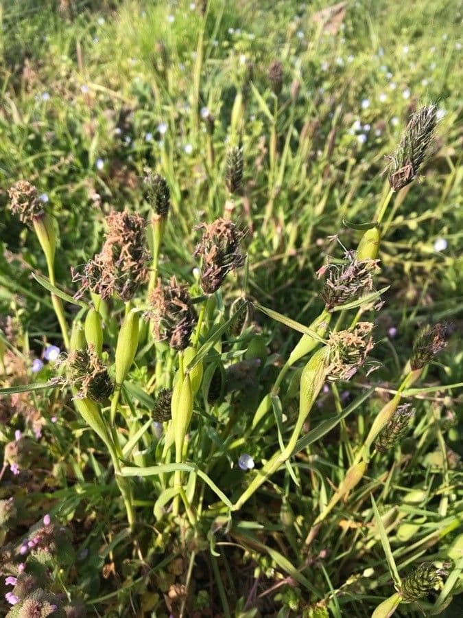 Rendle's meadow foxtail 4