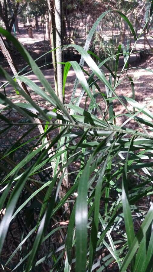 Freycinetia 11