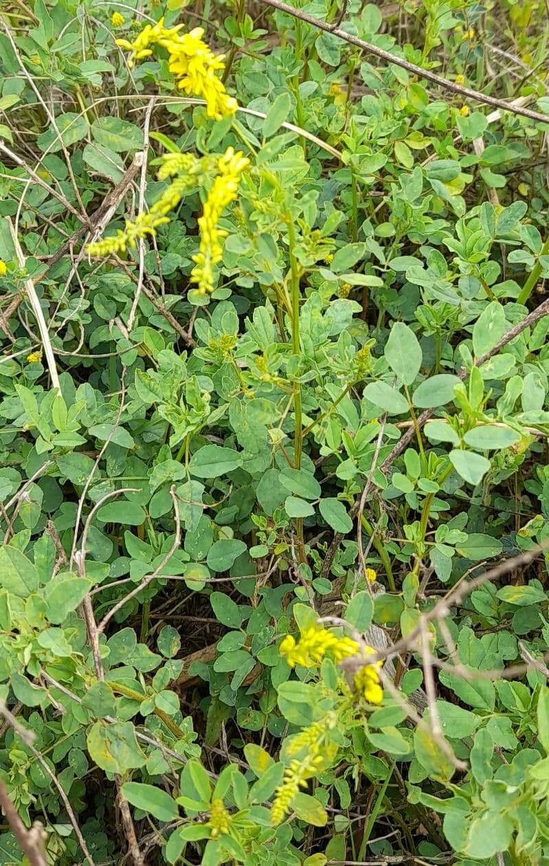 Meliloto comune 11