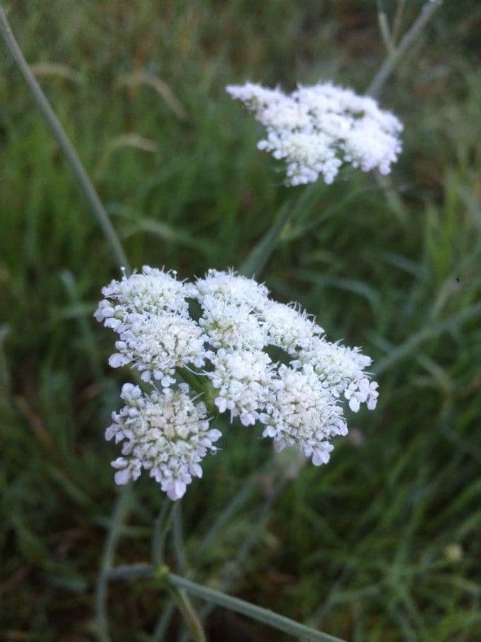 Oenanthe pimpinelloides 6
