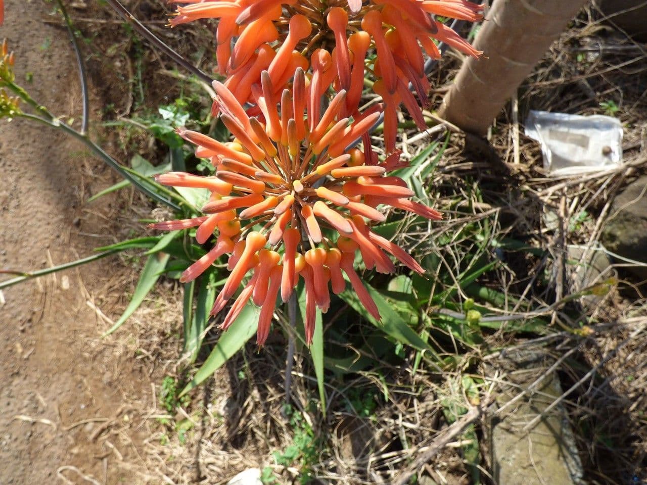 Aloe 5