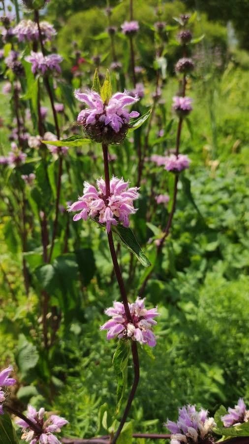 Phlomoides
