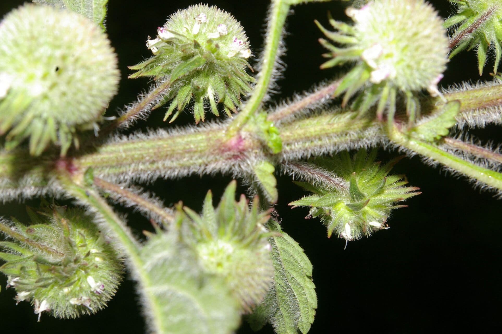 Hyptis sinuata 6