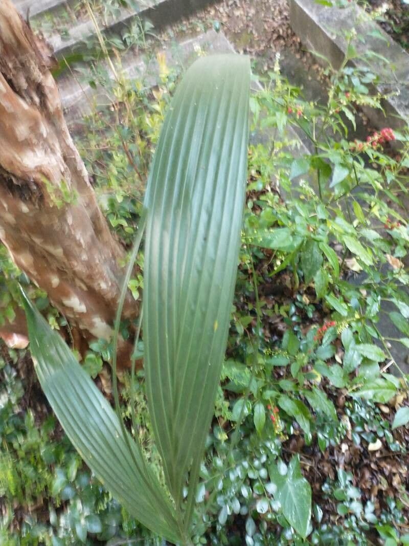 Spathoglottis plicata 16