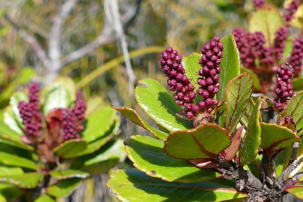 Cunonia 7
