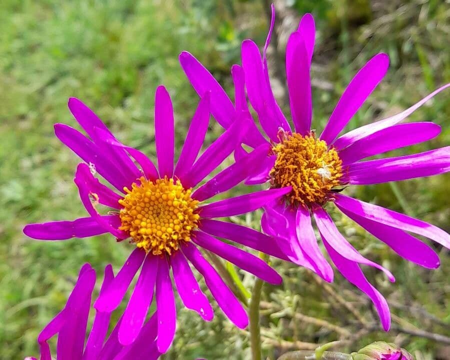 Senecio 3