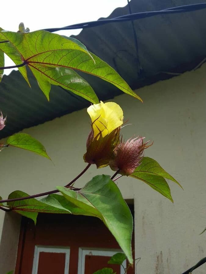 Cotone di Barbados 19