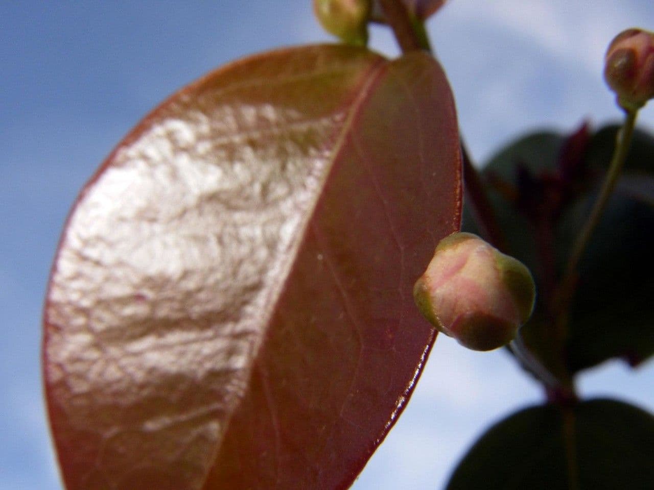 Eugenia biflora 4