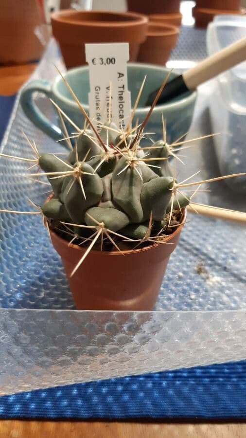 Thelocactus 5