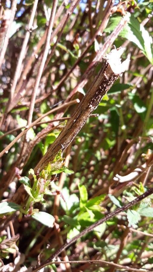 Reeve's spiraea 22