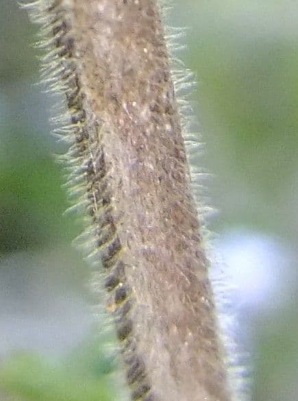 Micromeria 17