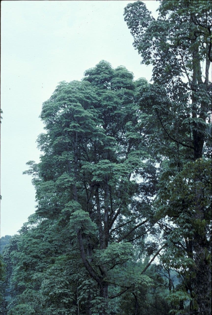 Dyera