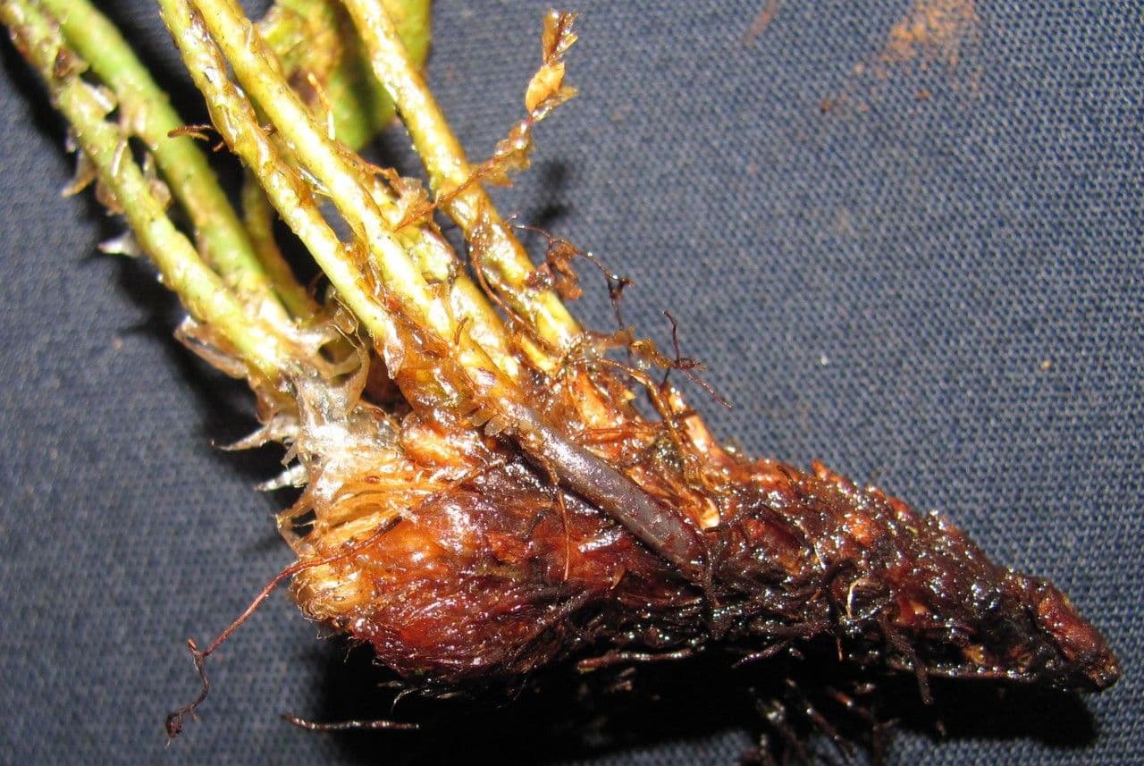 Elaphoglossum