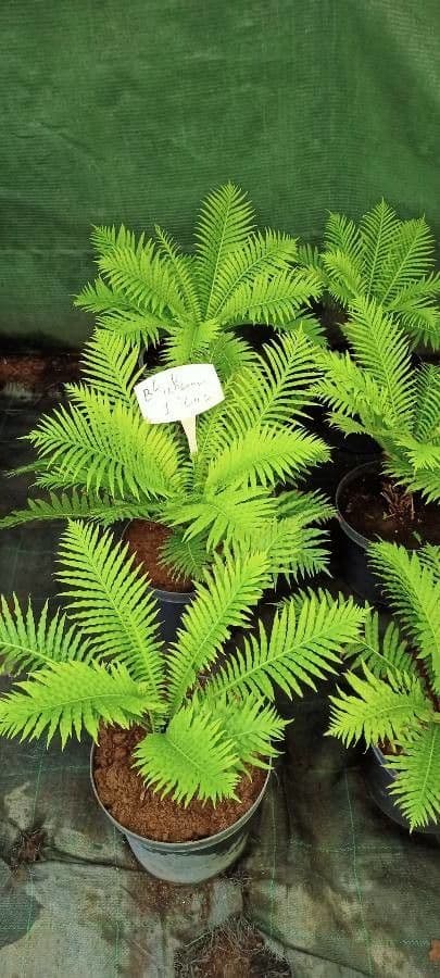 Blechnum 6