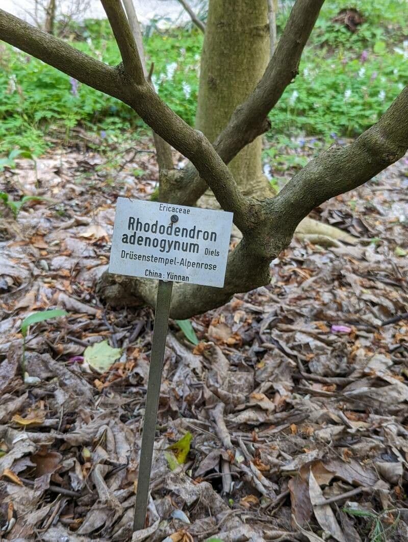 Rododendro 20