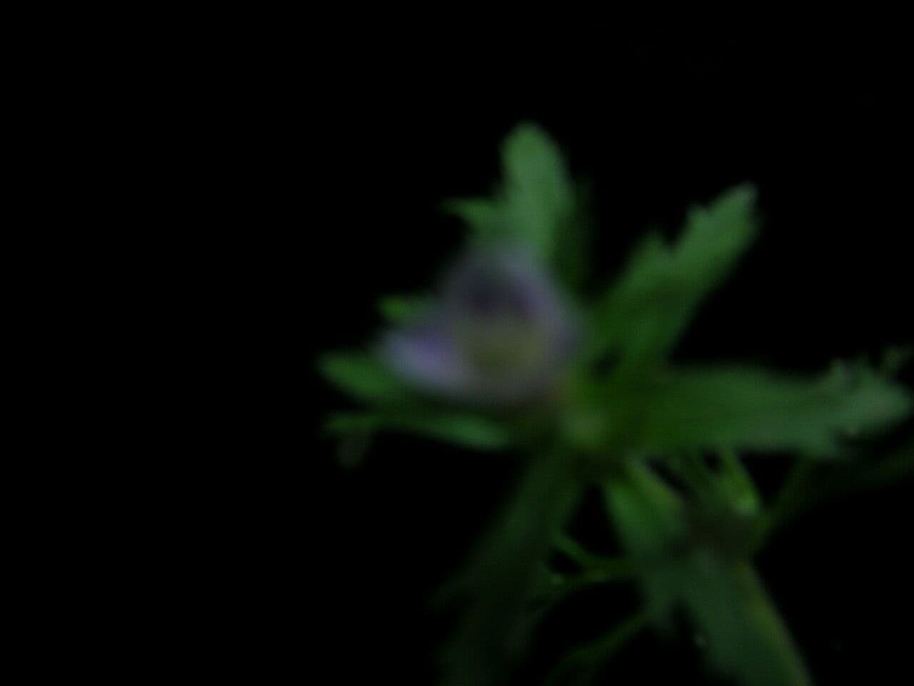 Limnophila 2