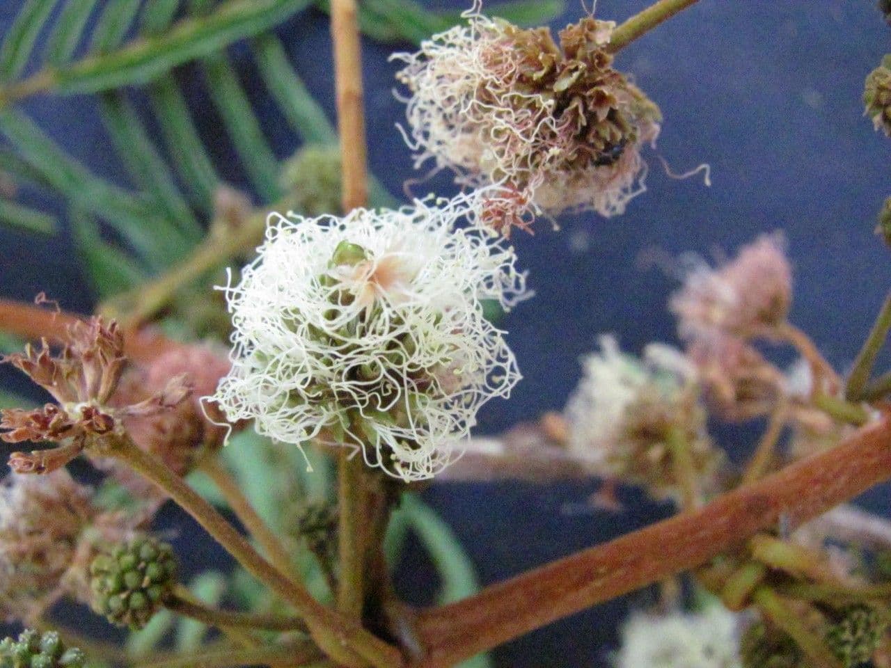 Enterolobium 2