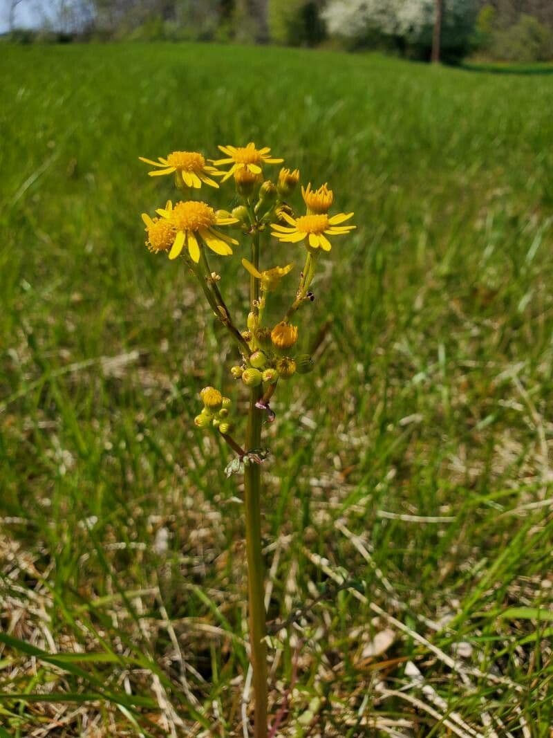 Senecio 5