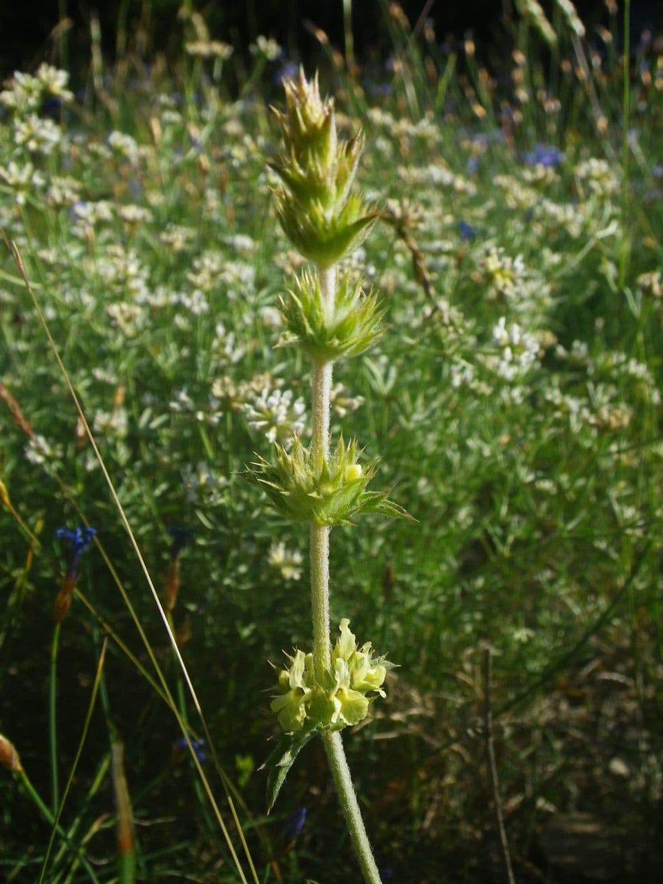 Sideritis 11