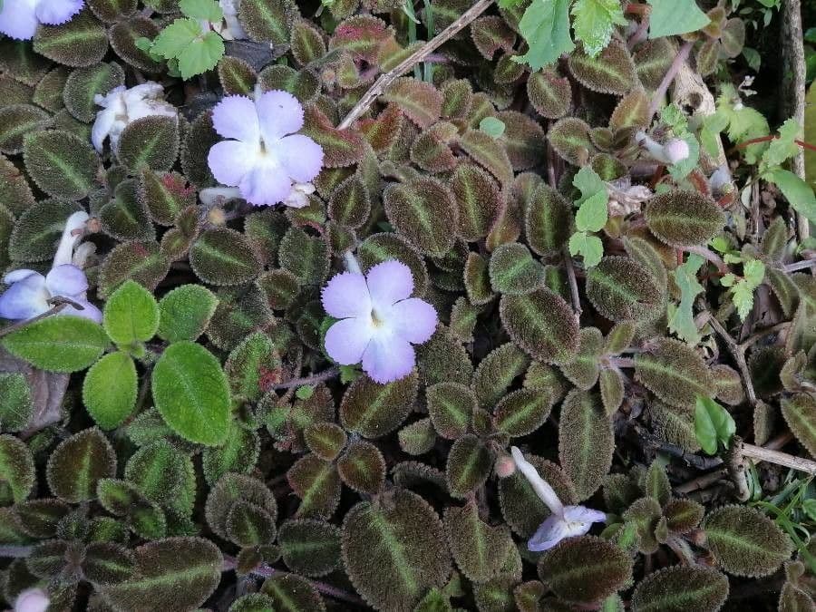 Episcia 6