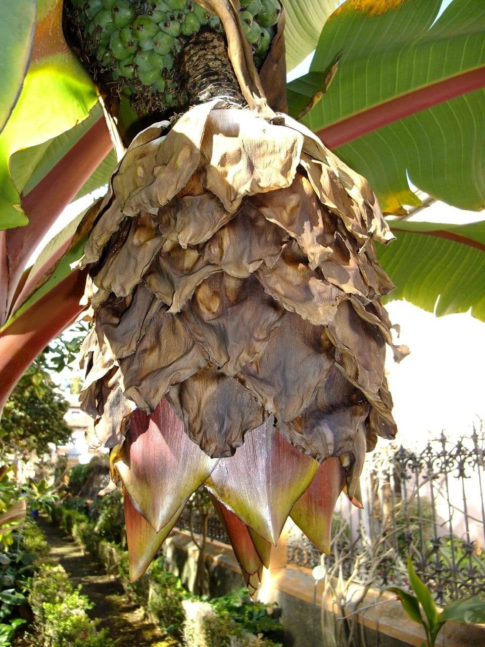 Banan Abisyński 4