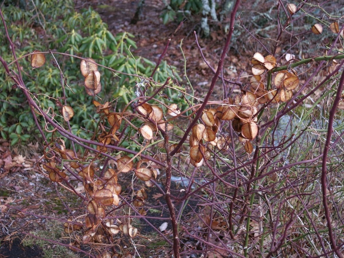 Dioscorea villosa 23