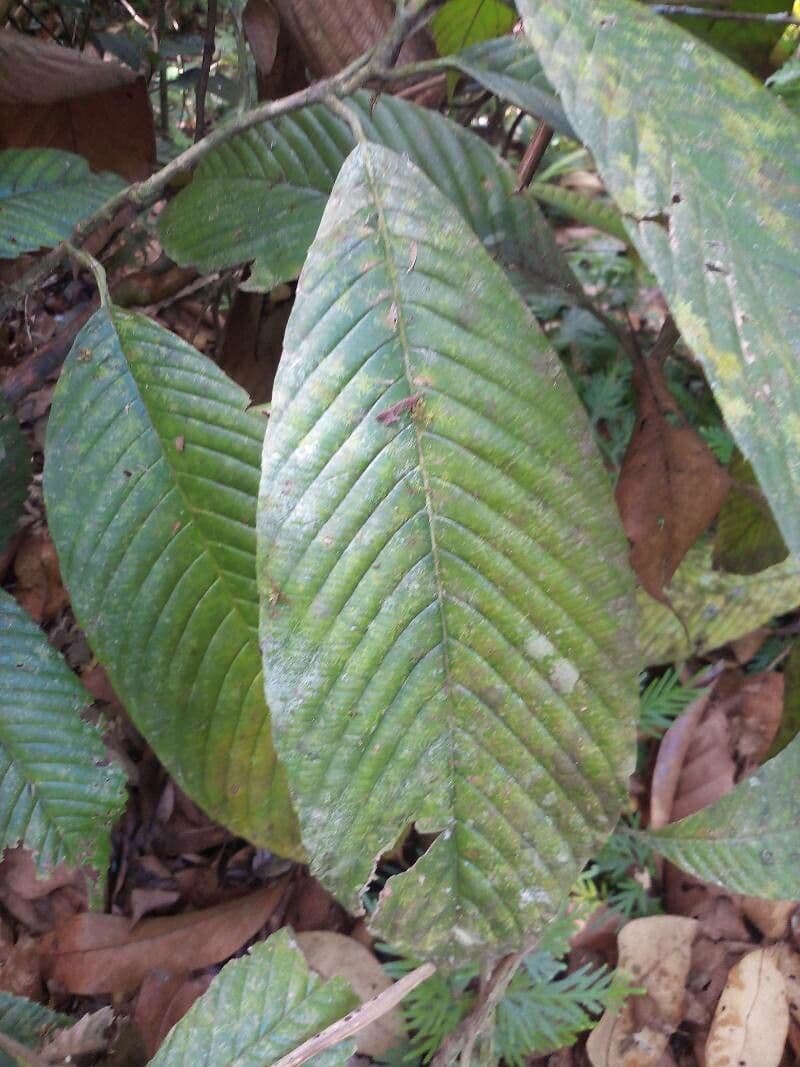 Tetracera 2