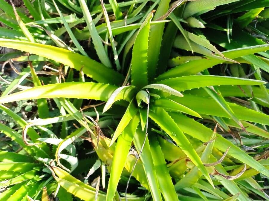Dyckia 2