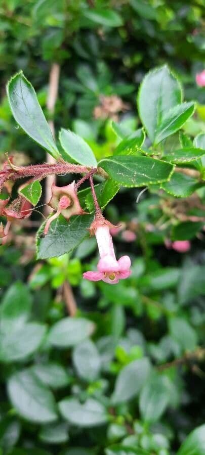 Rote Escallonie 9