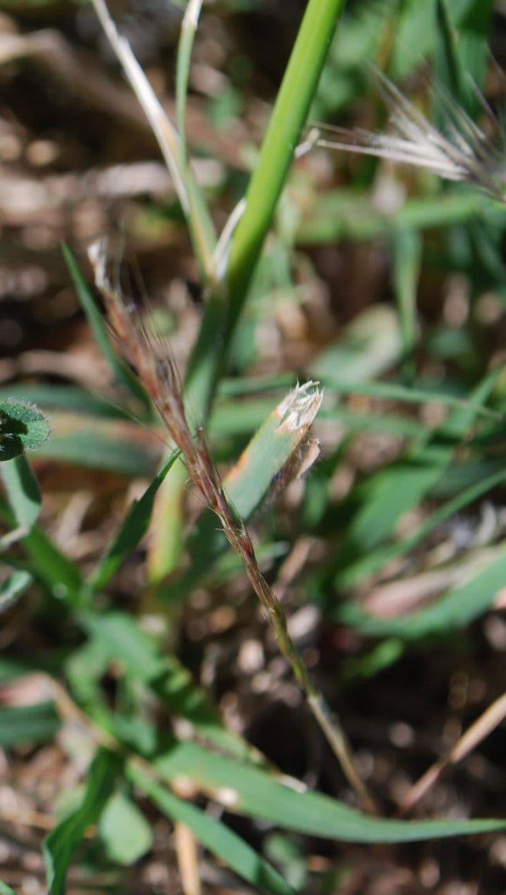 Vulpia membranacea 6
