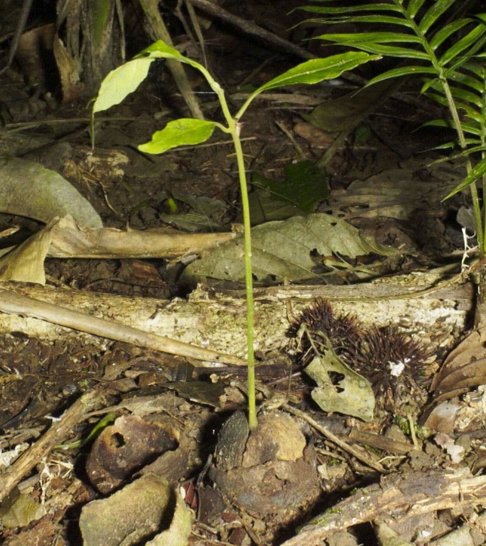 Aegiphila quararibea 6