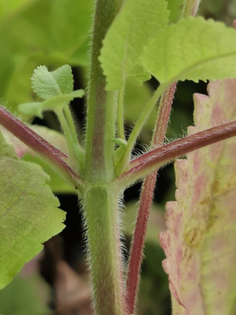 Salvia vischiosa 21