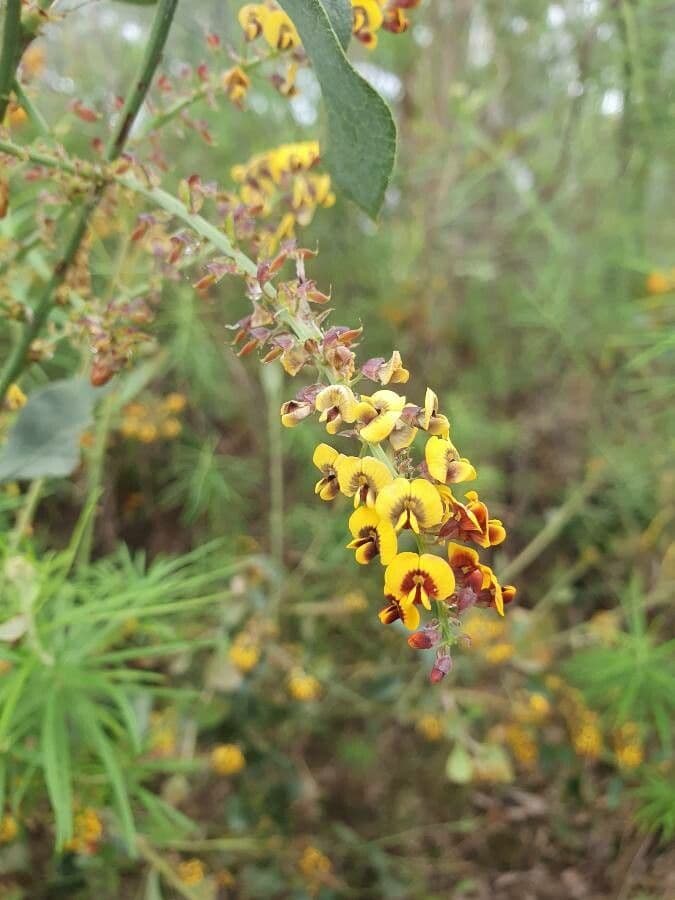 Dillwynia retorta 5