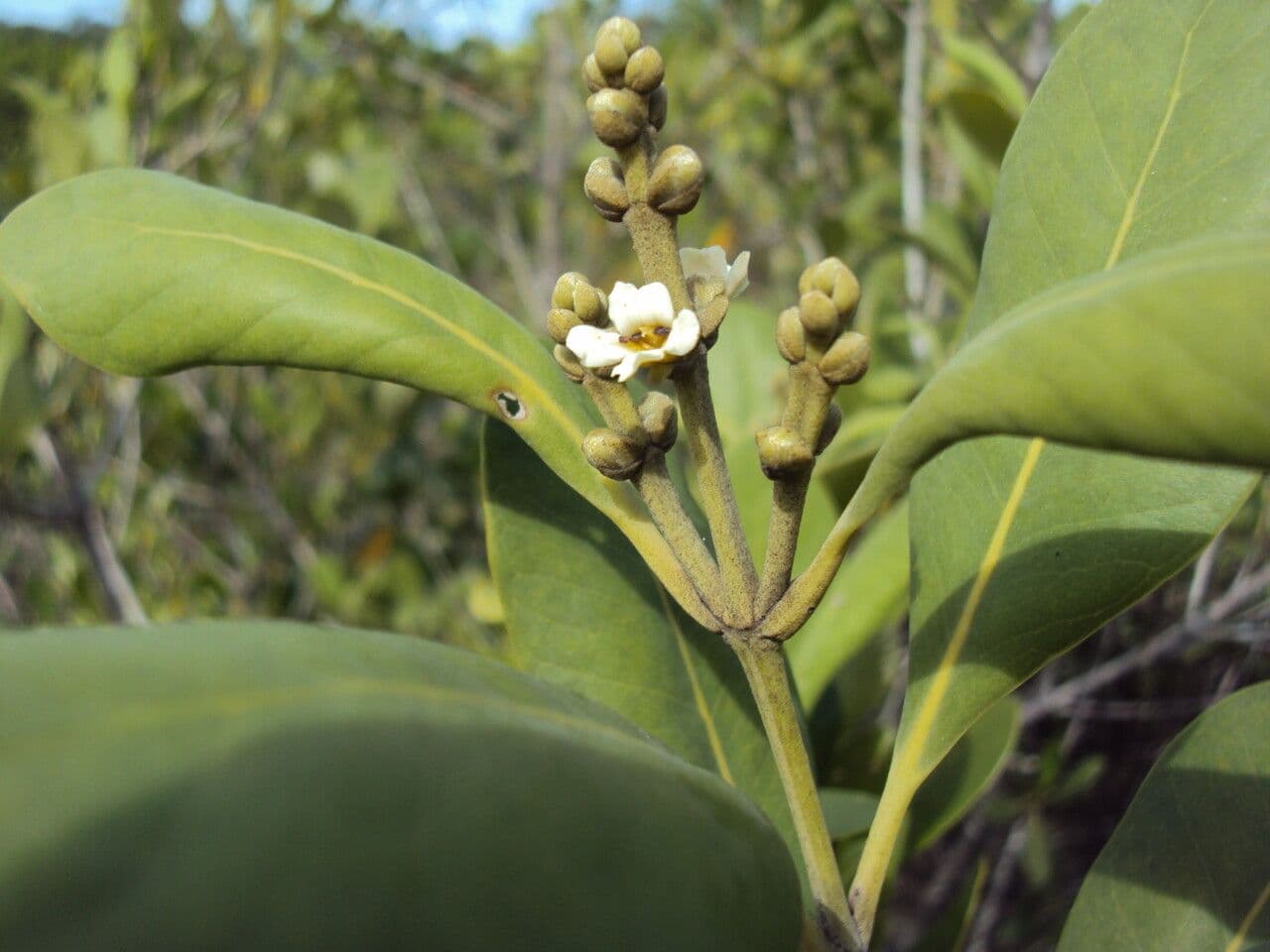 Avicennia schaueriana 2