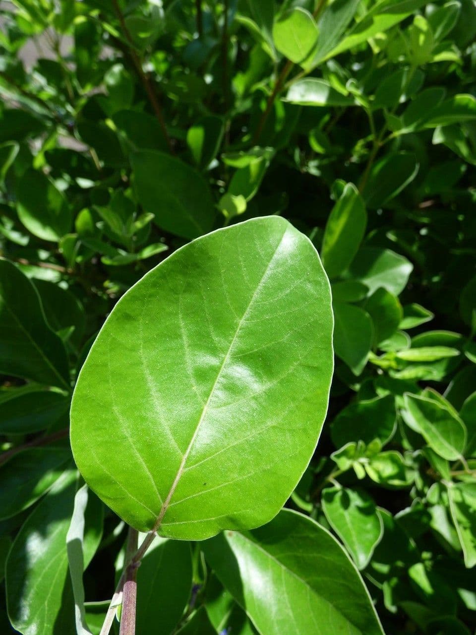 Vitice trifogliata 17