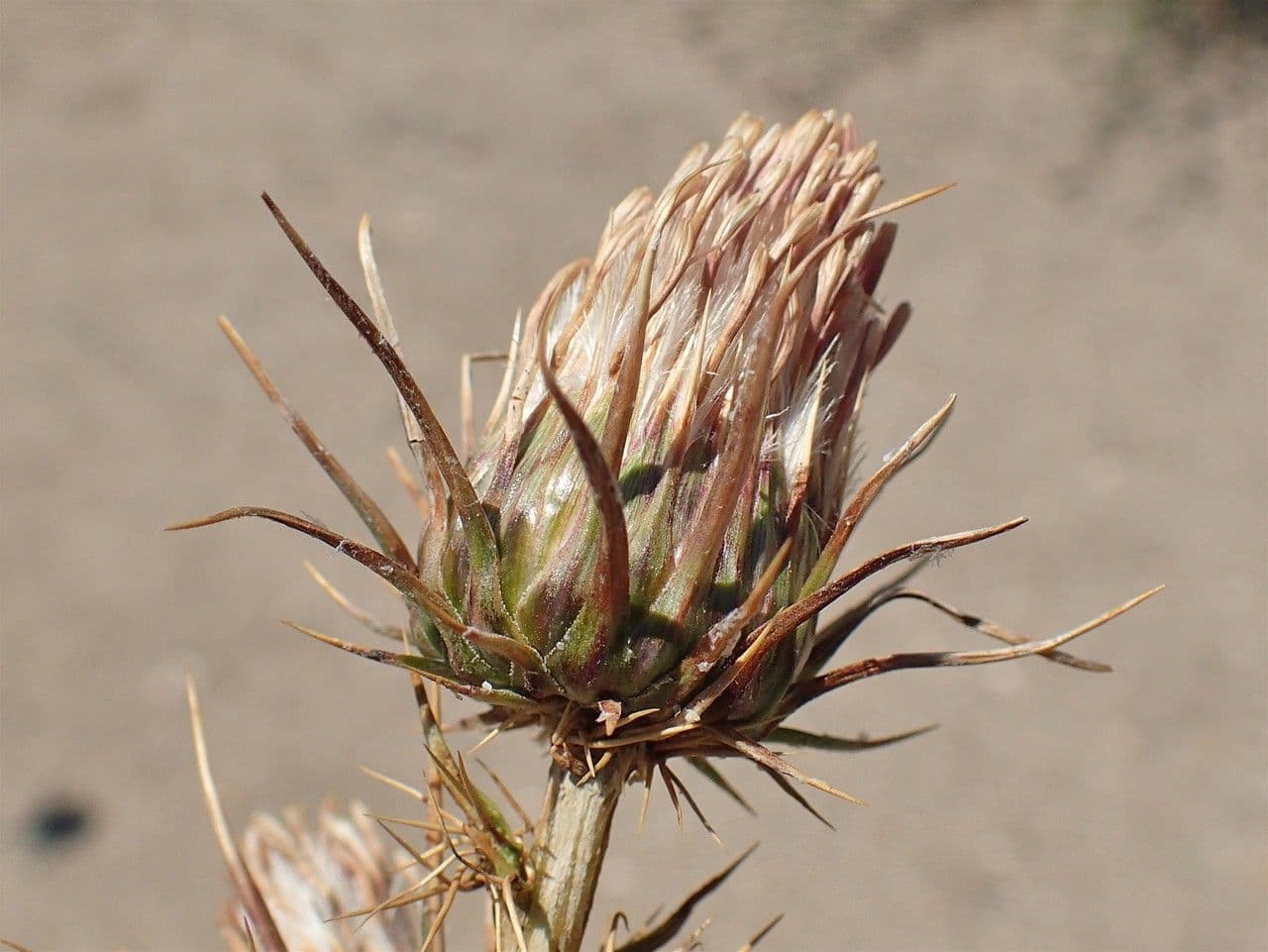 Ptilostemon casabonae 4